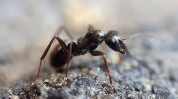 Imagem ilustrativa de formiga - Imagem de Ralph Klein por Pixabay
