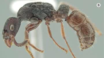 Espécime da formiga chamada Igaponera curiosa - Divulgação / MacKay & MacKay / Antweb