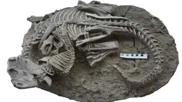 Os fósseis do mamífero e do dinossauro - Divulgação/ Gang Han
