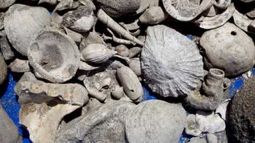 Fósseis encontrados durante obra de tubulação - Reprodução / Bruce Hayward