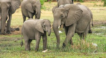 Imagem ilustrativa de elefantes na natureza - Pixabay