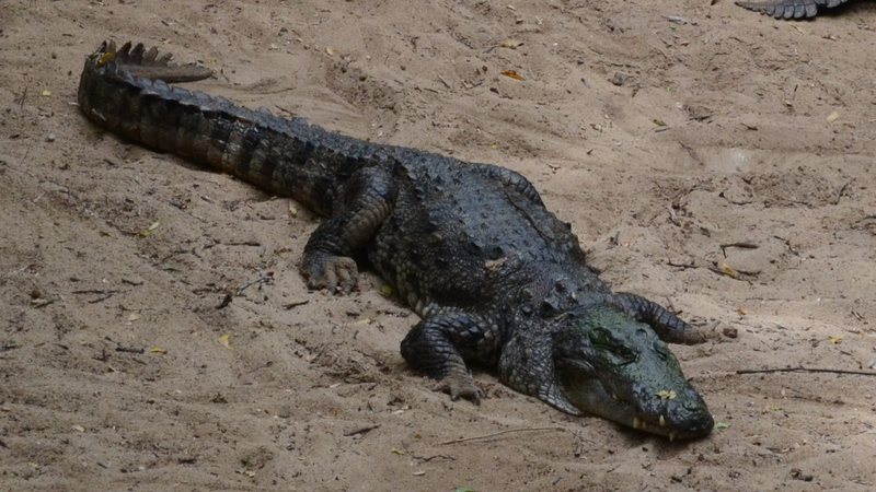 Imagem meramente ilustrativa de crocodilo-persa - Nireekshit/ Creative Commons/ Wikimedia Commons
