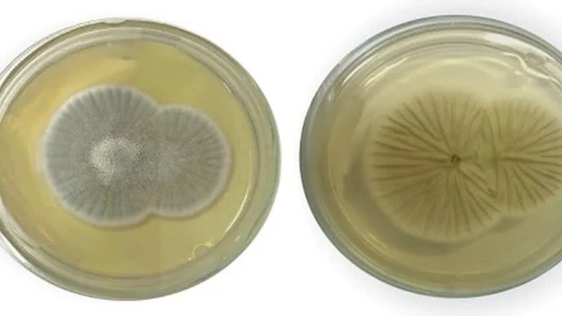 Os dois lados do fungo Penicillium chrysogenum - Divulgação/Fiocruz
