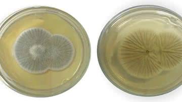 Os dois lados do fungo Penicillium chrysogenum - Divulgação/Fiocruz