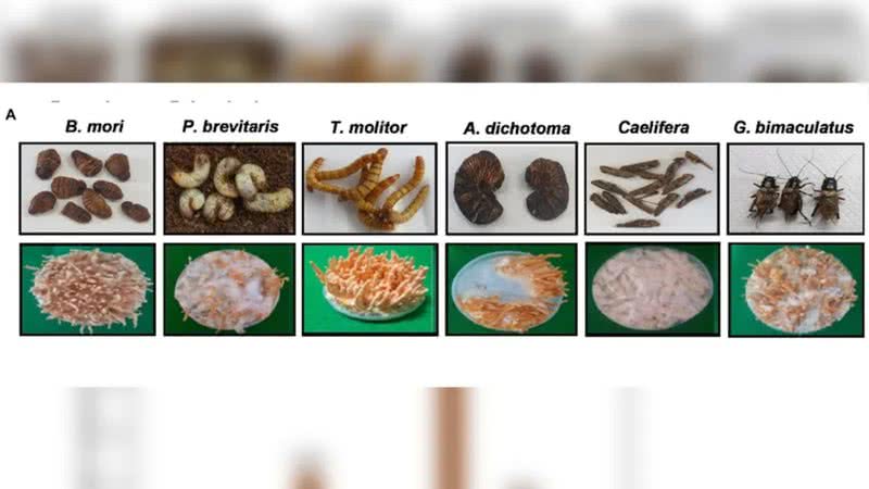 (A) Morfologia e (B) quantidades de cordicepina em fungos Cordyceps cultivados em insetos - Divulgação/Ayman Turk/UniversidadeNacionaldeChungbuk