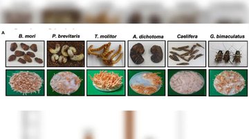 (A) Morfologia e (B) quantidades de cordicepina em fungos Cordyceps cultivados em insetos - Divulgação/Ayman Turk/UniversidadeNacionaldeChungbuk