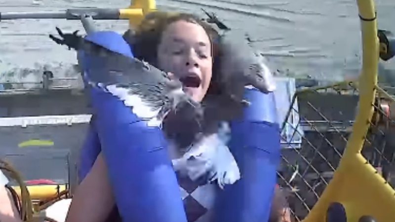Fotografia do momento em que a gaivota atinge a jovem - Divulgação/Youtube/ Robert Reed