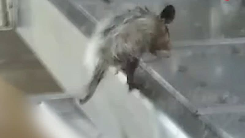 Gambá fugindo após ser percebido em vídeo gravado no IML do Rio de Janeiro - Reprodução/Vídeo