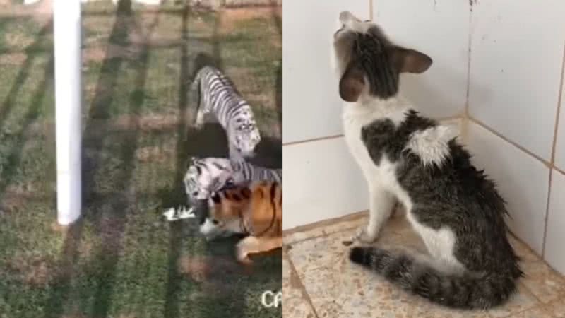 Imagens da gatinha na gaiola e já resgatada - Divulgação/ Instagram/ @latifaalmaktoum