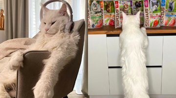 Registro do gato Kefir - Reprodução/Instagram/yuliyamnn