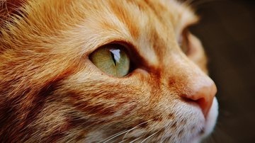 Imagem ilustrativa de gato - Foto por Alexa pelo Pixabay