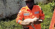 Bombeiro resgatando o gato que ficou preso em um coqueiro - Divulgação/ Corpo de Bombeiros