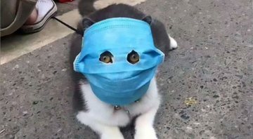 Gato chinês tem máscara instalada no rosto com abertura para olhos - Divulgação / Twitter