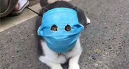 Gato chinês tem máscara instalada no rosto com abertura para olhos - Divulgação / Twitter