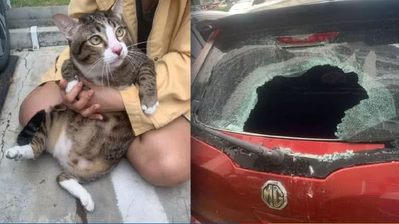 Montagem mostrando o felino sobrevivente e o carro com o vidro quebrado - Divulgação/ Redes Sociais
