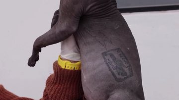 Gato sphynx com tatuagem de gangue - Reprodução/Video
