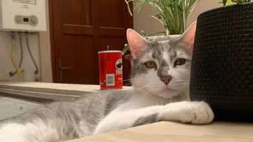 O gato Tito, desaparecido em voo doméstico desde dezembro de 2022 - Reprodução/Redes sociais/Andrea Iturre