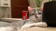O gato Tito, desaparecido em voo doméstico desde dezembro de 2022 - Reprodução/Redes sociais/Andrea Iturre
