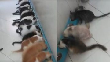 Imagens dos gatos de Iacina Meira - Reprodução / Vídeo