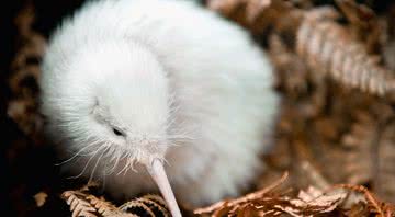 Manukura, o raro kiwi branco - Getty Images