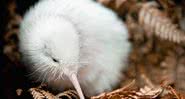 Manukura, o raro kiwi branco - Getty Images