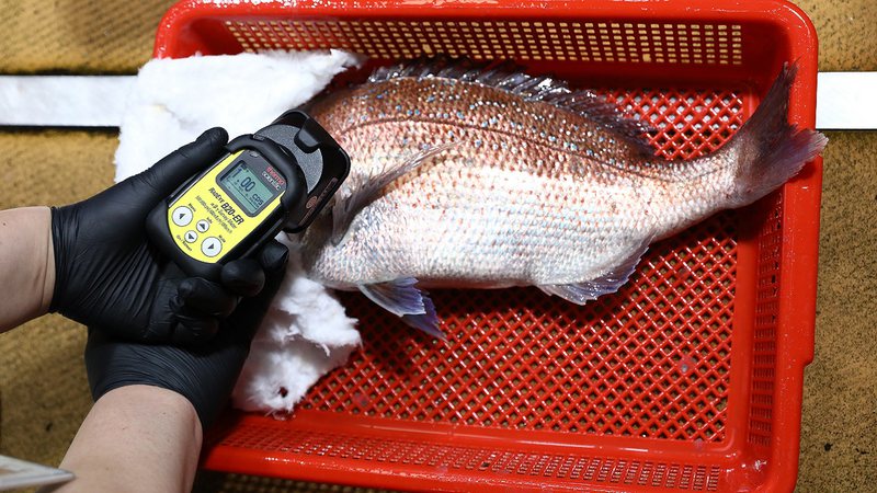 Nivel de radioatividade de peixe japonês sendo medido em mercado sul-coreano - Getty Images