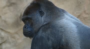 Gorila em zoológico - Getty Images