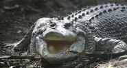 Imagem meramente ilustrativa de crocodilo - Getty Images