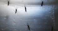 Mosquitos Aedes Aegypti, transmissores do zika - Getty Images