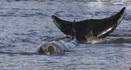 Uma baleia ficou presa no rio Tâmisa - Getty Images