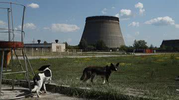Imagem dos cães de Chernobyl - Getty Images