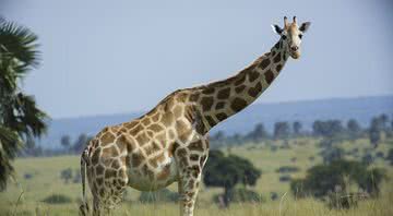 Girafa da espécie Rothschilds - Wikimedia Commons
