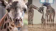 Imagens da girafa Parker e seu filhote - Reprodução / Facebook