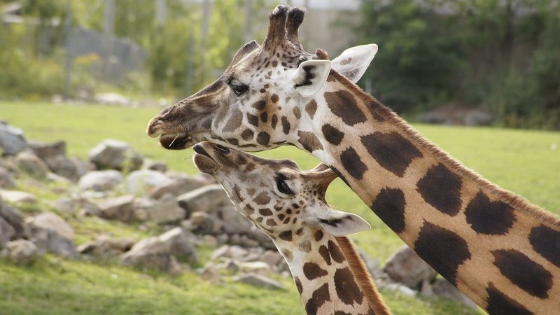 Fotografia meramente ilustrativa de girafas - Divulgação/ Pixabay/ janicklh33