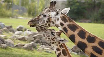 Fotografia meramente ilustrativa de girafas - Divulgação/ Pixabay/ janicklh33