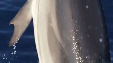 Imagem do golfinho com 'polegar' - Alexandros Frantzis/Pelagos Cetacean Research Institute