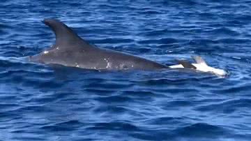 Mãe golfinho carregando seu filhote - Reprodução/Video