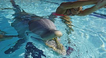 Fotografia do golfinho robô ao lado de uma nadadora - Divulgação/Edge Innovations