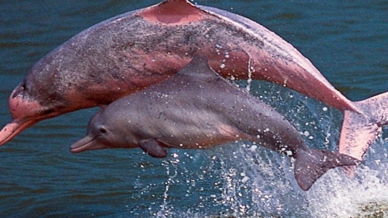 Foto de golfinhos cor-de-rosa - Divulgação / Twitter