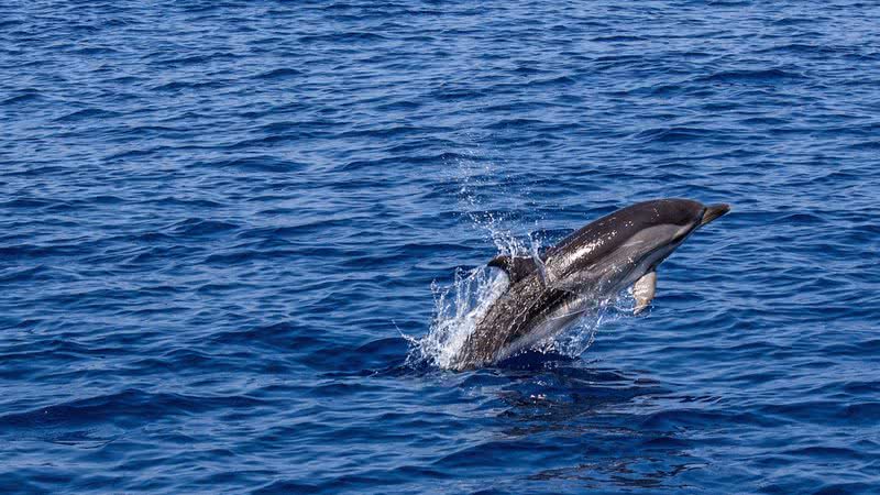 Imagem ilustrativa de golfinho no mar - Reprodução/Pixabay/SimonMettler