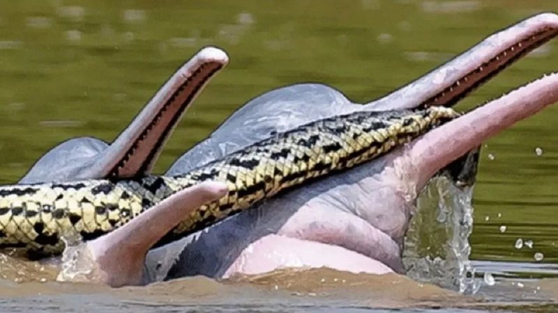 Golfinhos brincando com anaconda