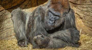 Um dos gorilas infectados com a Covid-19 - Divulgação/ Twitter/ San Diego Zoo Safari Park