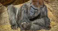 Um dos gorilas infectados com a Covid-19 - Divulgação/ Twitter/ San Diego Zoo Safari Park