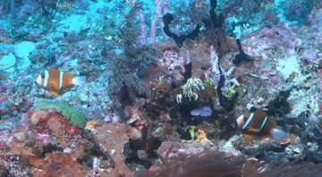 Foto de perto do grande recife de coral - Schmidt Ocean Institute