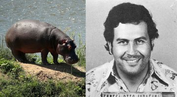 Hipopótamo (à esqu.) e Pablo Escobar, narcotraficante colombiano - Getty Images e Colombian National Police via Wikimedia Commons
