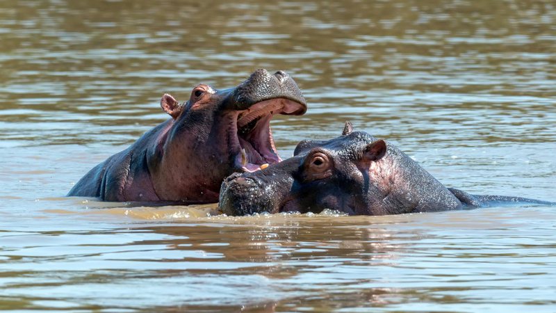 Fotografia meramente ilustrativa de hipopótamos - Divulgação/ Freepik/ byrdyak