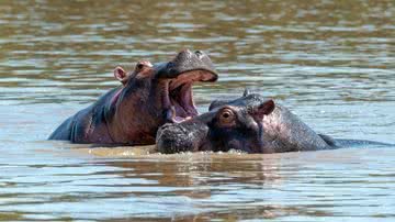 Fotografia meramente ilustrativa de hipopótamos - Divulgação/ Freepik/ byrdyak