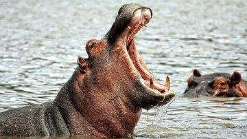 Imagem ilustrativa de hipopótamo - Foto de szirinada, via Pixabay