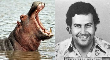 Hipopótamo e o narcotraficante Pablo Escobar - Pixabay e Colombian National Police via Wikimedia Commons