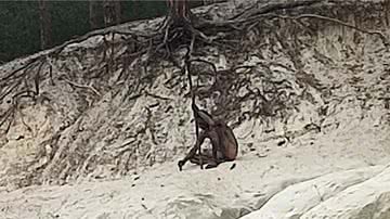 Imagem mostrando o suposto homem-lobo - Divulgação/ Vídeo/ Bild